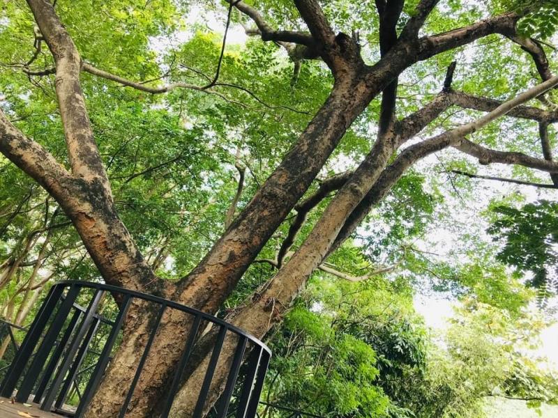 2. โครงการบ้านเล็กในป่าใหญ่ 2. โครงการบ้านเล็กในป่าใหญ่