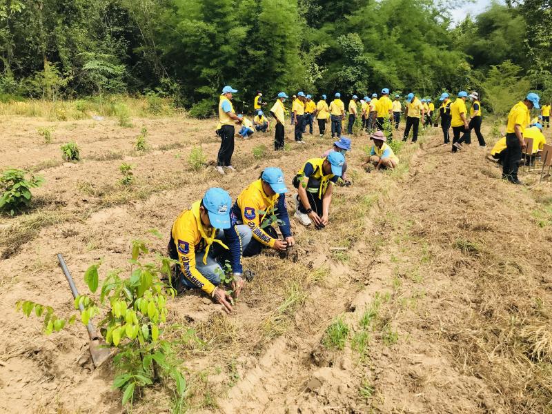 13. โครงการปลูกป่าเฉลิมพระเกียรติ 13. โครงการปลูกป่าเฉลิมพระเกียรติ