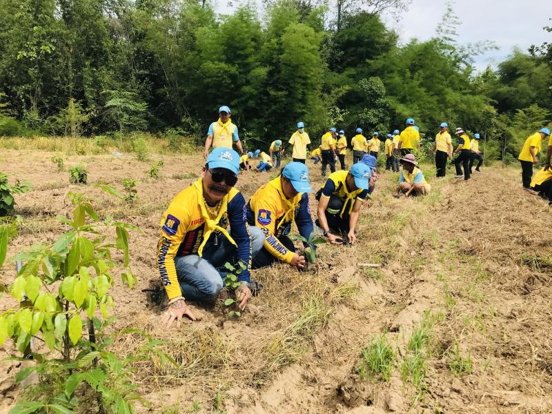 14. โครงการปลูกป่าเฉลิมพระเกียรติ 14. โครงการปลูกป่าเฉลิมพระเกียรติ