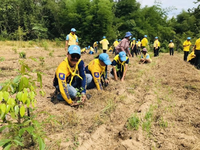 15. โครงการปลูกป่าเฉลิมพระเกียรติ 15. โครงการปลูกป่าเฉลิมพระเกียรติ