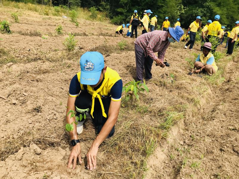 17. โครงการปลูกป่าเฉลิมพระเกียรติ 17. โครงการปลูกป่าเฉลิมพระเกียรติ