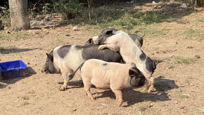 15. โครงการสานต่อศาสตร์พระราชา ตามหลักปรัชญาของเศรษฐกิจพอเพียง