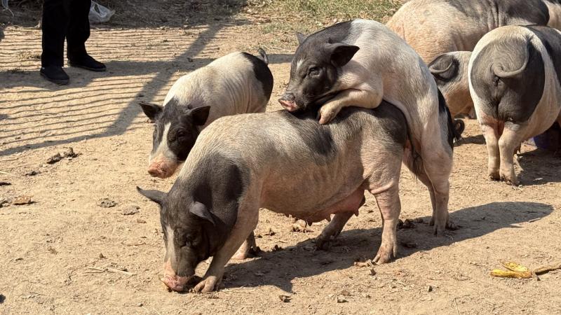 18. โครงการสานต่อศาสตร์พระราชา ตามหลักปรัชญาของเศรษฐกิจพอเพียง