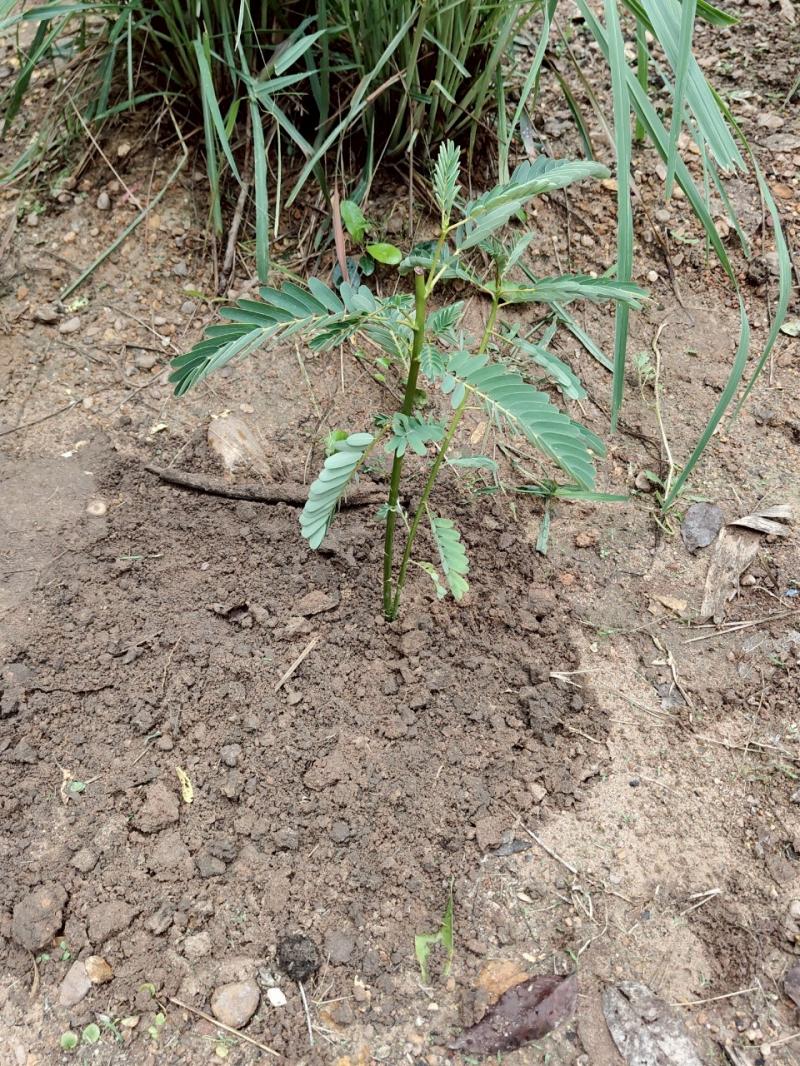 24. ร่วมกันปลูกต้นไม้ เนื่องในวันต้นไม้แห่งชาติ 11 พฤษภาคม 2568