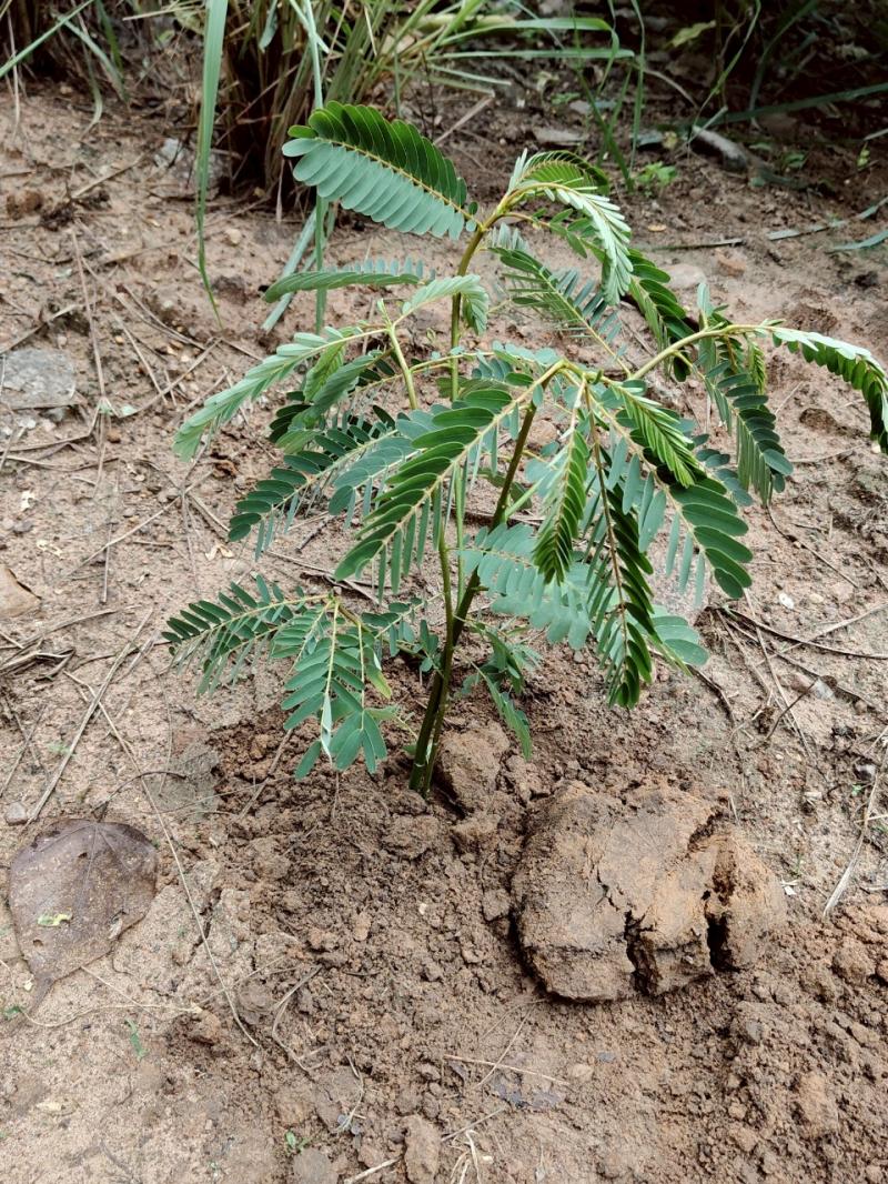 29. ร่วมกันปลูกต้นไม้ เนื่องในวันต้นไม้แห่งชาติ 11 พฤษภาคม 2568