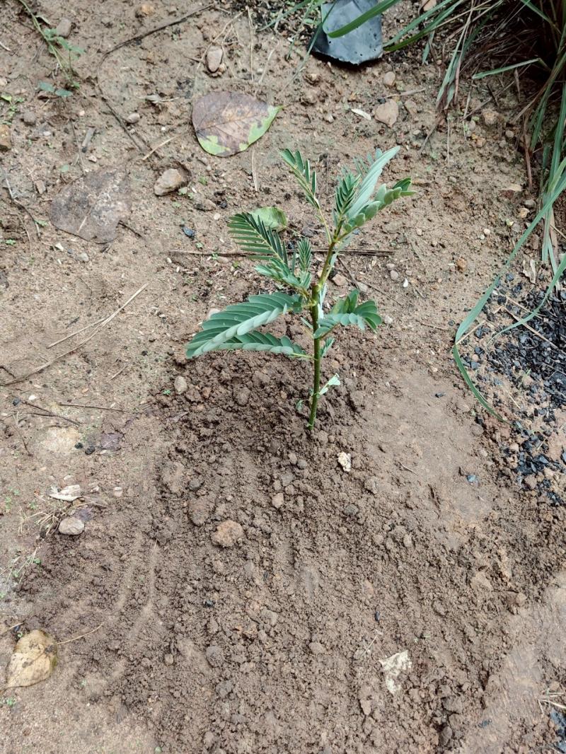 30. ร่วมกันปลูกต้นไม้ เนื่องในวันต้นไม้แห่งชาติ 11 พฤษภาคม 2568