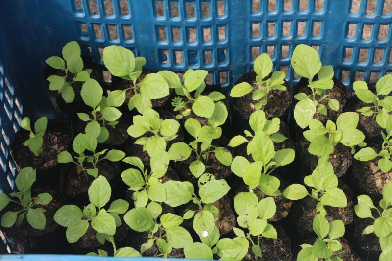 8. สำนักงาน กศน. จังหวัดกำแพงเพชรรับมอบกล้าผักและพืชผักสวนครัวปลอดสารพิษจากกลุ่มปลูกผักอินทรีย์ 