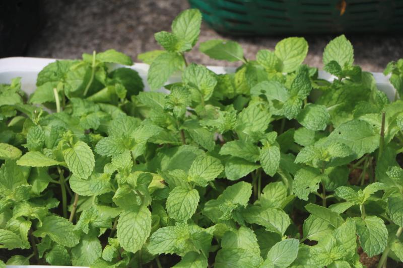 9. สำนักงาน กศน. จังหวัดกำแพงเพชรรับมอบกล้าผักและพืชผักสวนครัวปลอดสารพิษจากกลุ่มปลูกผักอินทรีย์ 