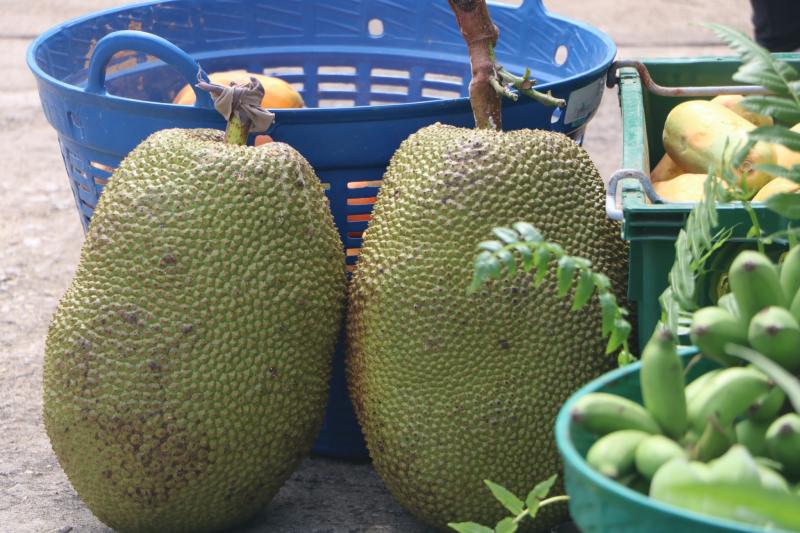 12. สำนักงาน กศน. จังหวัดกำแพงเพชรรับมอบกล้าผักและพืชผักสวนครัวปลอดสารพิษจากกลุ่มปลูกผักอินทรีย์ 